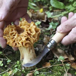 N08 Champignon - Couteau | Opinel